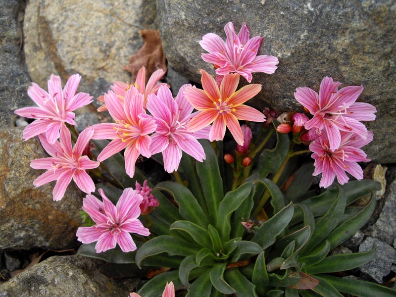 Lewisia longipetala 'Little Plum' photo